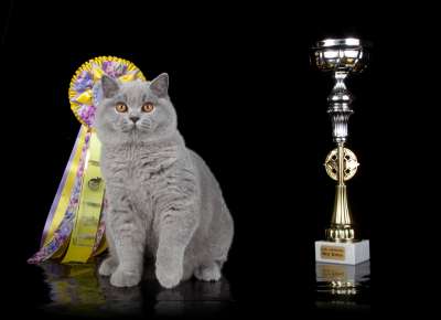 �������� ����� '������� ���-�����' 30 ������-1 ������� 2013� 90_best2_kitten_IMG_4621 copy.jpg